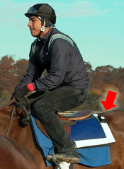 fly montage on horse3 150